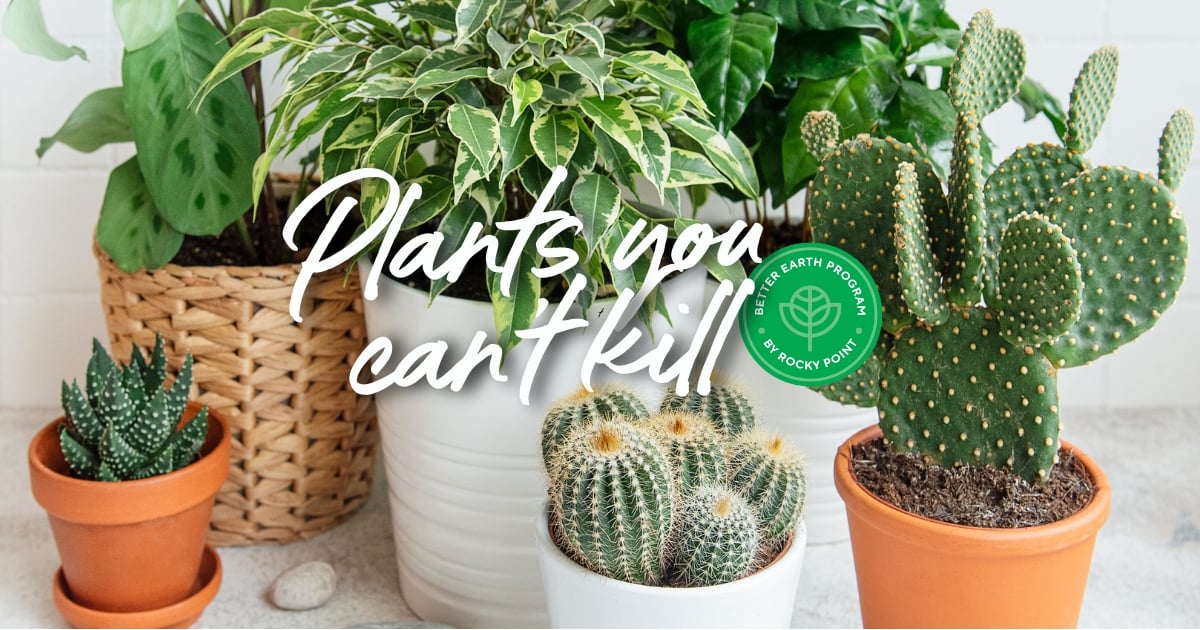 Plants you can’t kill